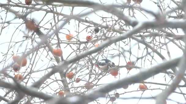 Образотворче дятел з'їв його сніданок — стокове відео