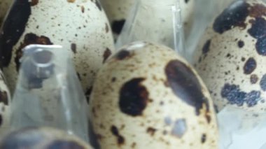 Bıldırcın yumurtası çok