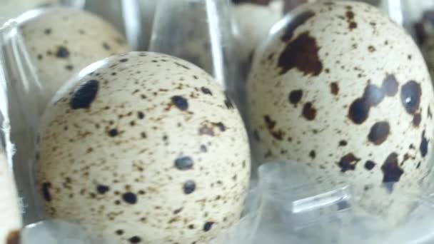Muchos huevos de codorniz — Vídeos de Stock