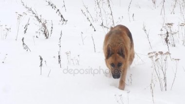 Alman çoban köpeği karda