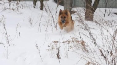 Bir karda oynayan Alman çoban köpek