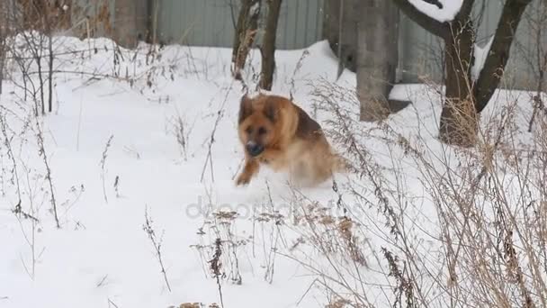 Pastor desfrutando de inverno brincando na neve — Vídeo de Stock