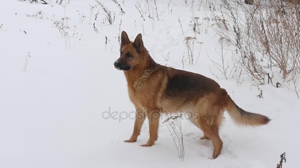 Perro pastor alemán en la nieve — Vídeo de stock