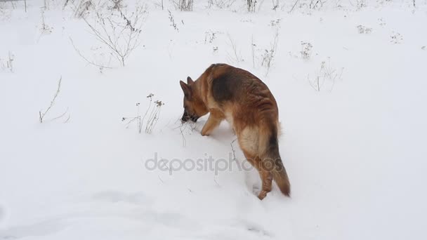 雪の中でのジャーマン ・ シェパード犬 — ストック動画