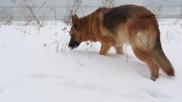 Perro pastor alemán en la nieve — Vídeos de Stock