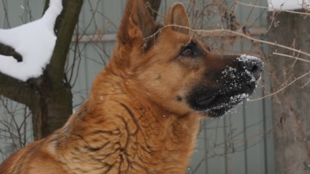 Німецька вівчарка на снігу — стокове відео