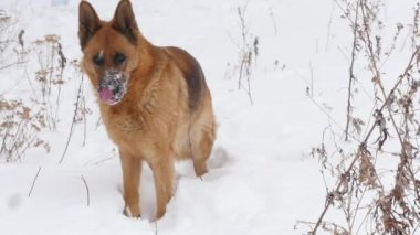 Alman çoban köpeği karda