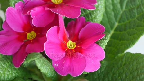 Flores de prímula de jardín Flor — Vídeo de stock