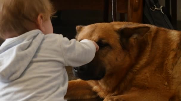 Pequeño niño con su mejor amigo perro — Vídeos de Stock