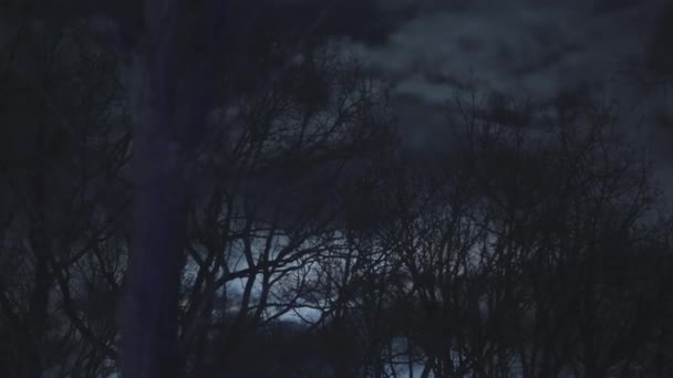 Paysage de forêt sombre la nuit — Video