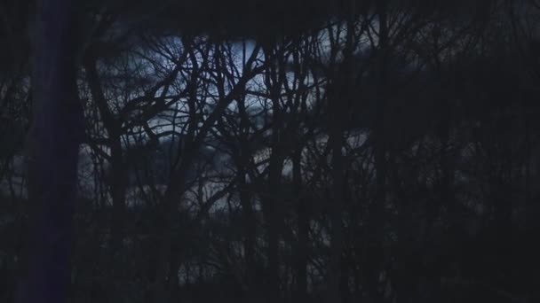 Dunkle Nacht in einem Wald — Stockvideo