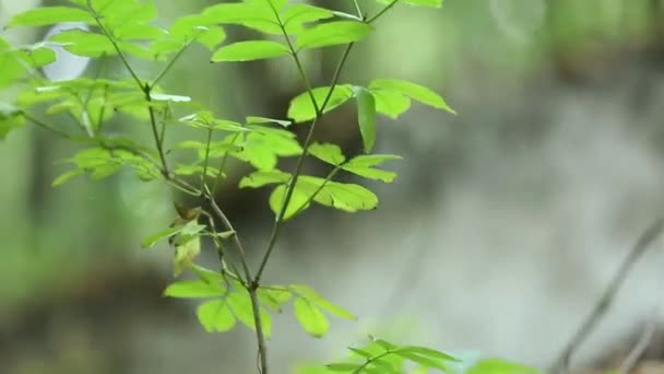 Herbe forestière dans un brouillard mystérieux — Video