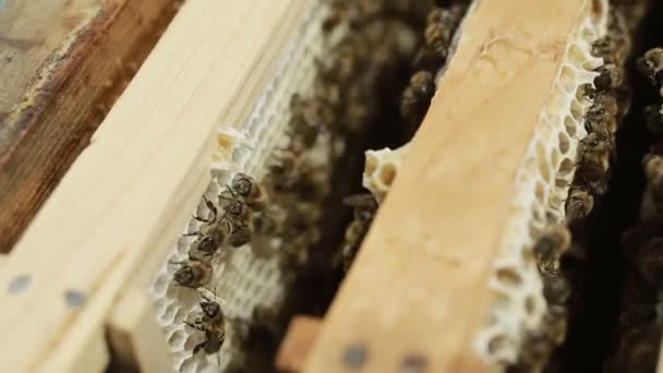 Fleißige Bienen auf der Wabe — Stockvideo