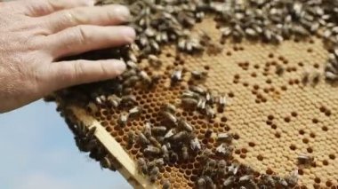 Arı kovanı ve petek arıcı