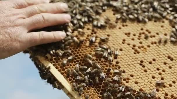 Imker mit Bienenstöcken und Waben — Stockvideo