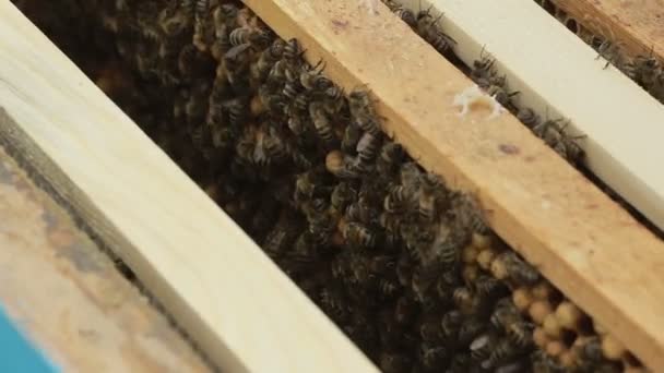 Κοντινό πλάνο μια κυψέλη μελισσών σε ένα σμήνος — Αρχείο Βίντεο