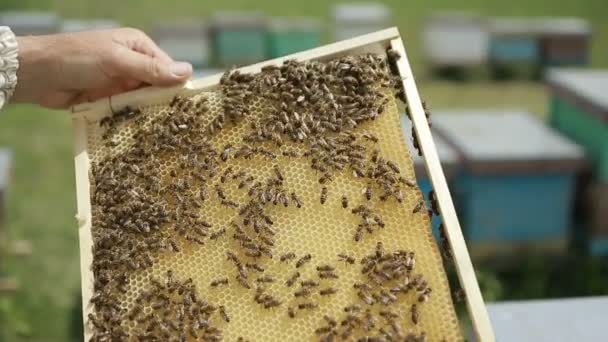 养蜂人在蜂巢上一个养蜂场 — 图库视频影像