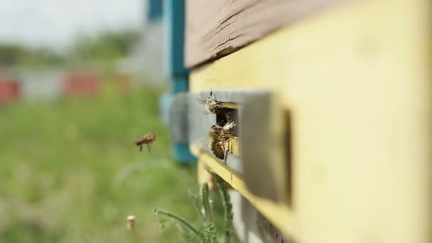 Bienen fliegen aus dem Stock — Stockvideo