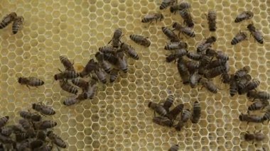 Bir kovan arı bir sürüsü içinde kapat