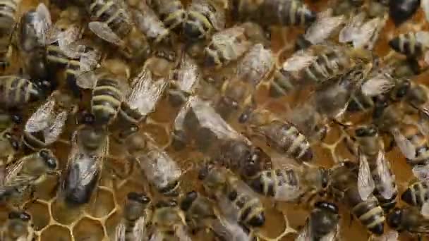 Flitiga bin på honeycomb — Stockvideo