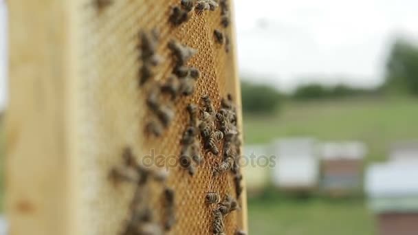 Arbetande bina svärma på Honeycomb — Stockvideo