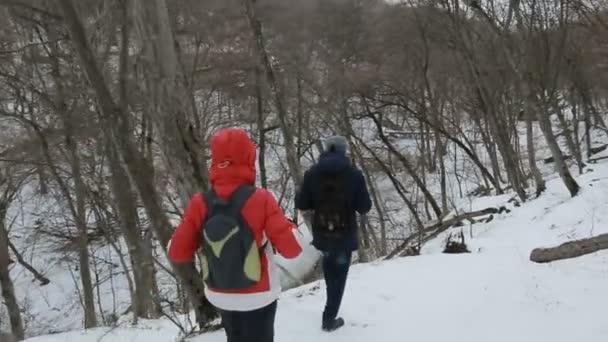 Människor som vandrar i skogen — Stockvideo