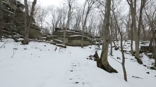 Inverno neve natureza — Vídeo de Stock