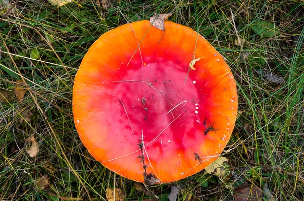 Orman çim üzerinde kırmızı mantar