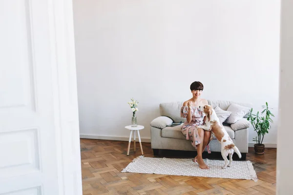 Indoor portrait of excited dark-haired girl playing with beagle at home on white carpet in weekend. Joyful young woman with elegant hairstyle posing in big stylish room while puppy sniffs her hand..