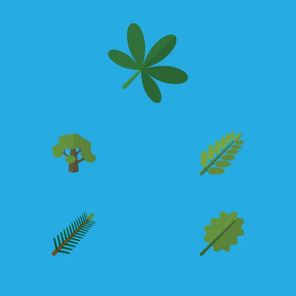 Плоская икона Природный набор клен, ели листья, ольха и другие векторные объекты. Включает ели, ольху, дубовые элементы . — стоковый вектор