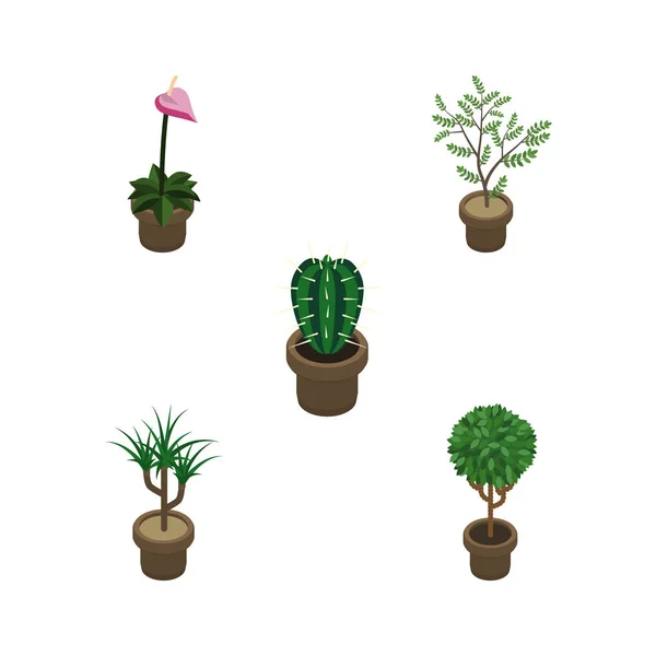 Ensemble de plantes isométriques d'arbres, fougères, peyotes et autres objets vectoriels. Comprend également plante d'intérieur, plante, éléments de pot de fleurs . — Image vectorielle