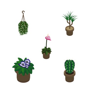 İzometrik çiçek yetiştiricisi, Peyote, çiçeği ve diğer vektör nesneleri kümesi. Ayrıca bitki, saksı, kaktüs öğeleri içerir.