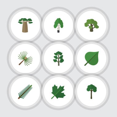 Rosemary, ağaç, kereste ve diğer vektör nesnelerini düz simgesi doğal kümesi. Ayrıca Baobab, huş ağacı, çam unsurları içerir.