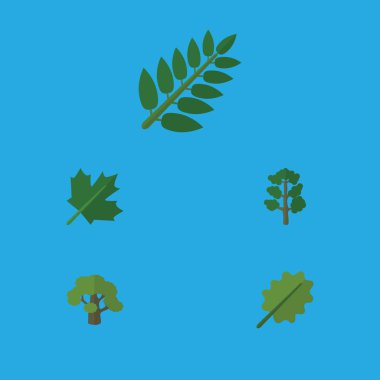 Düz simgesi ekoloji dizi orman, akasya yaprağı, meşe ve diğer vektör nesneleri. Ayrıca yaprakları, kızılağaç, ağaç öğeleri içerir.