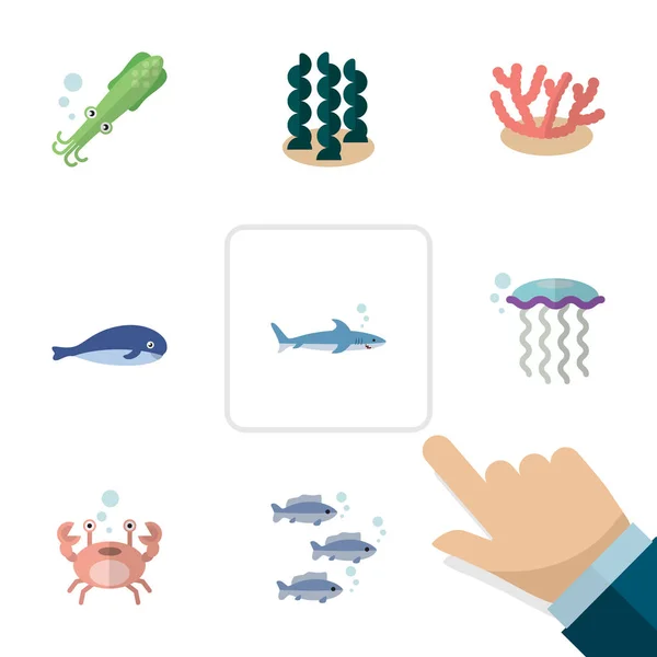 Icono plano marino conjunto de pulpo, medusa, algas y otros objetos vectoriales. También incluye ballena, algas, elementos jorobados . — Vector de stock