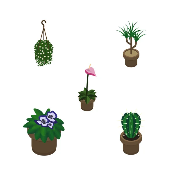 Isometric Flower Set Of Grower, Peyote, Blossom And Other Vector Objects. Also Includes Plant, Flowerpot, Cactus Elements. — Stock Vector