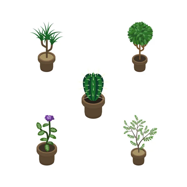 아이소메트릭 꽃 Houseplant, 나무, 꽃 및 다른 벡터 개체의 집합입니다. 또한 식물학, 선인장, 냄비 요소 포함. — 스톡 벡터