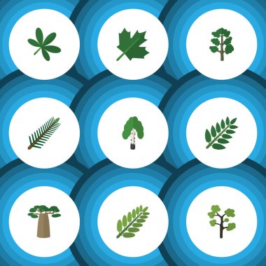 Düz simgesi doğa kümesi yaprağı, akasya yaprağı, Baobab ve diğer vektör nesneleri. Ayrıca meşe, huş ağacı öğeleri içerir.