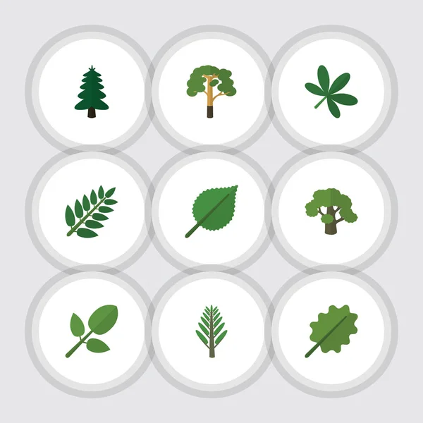 Flaches Symbol natürliches Set aus Dschungel, Laub, Akazienblatt und anderen Vektorobjekten. umfasst auch Erle, Park, Ahorn-Elemente. — Stockvektor