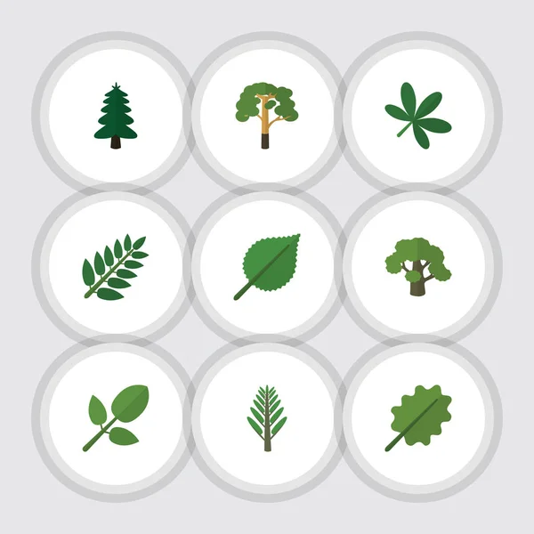 Flat Icon Natural Set Of Jungle, Foliage, Acacia Leaf And Other Vector Objects. Also Includes Alder, Park, Maple Elements. — Stock Vector