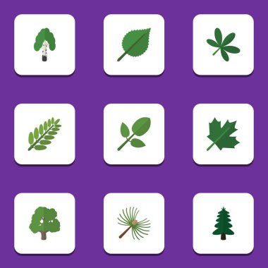 Kereste, yaprağı, biberiye ve diğer vektör nesnelerini düz simgesi doğal kümesi. Ayrıca içerir akasya, ahşap, Park elemanları.