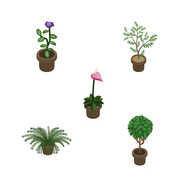 아이소메트릭 Houseplant 꽃, 재배 자, 식물 및 기타 벡터 개체의 설정. 또한 냄비, 화분, 식물 요소 포함. — 스톡 벡터