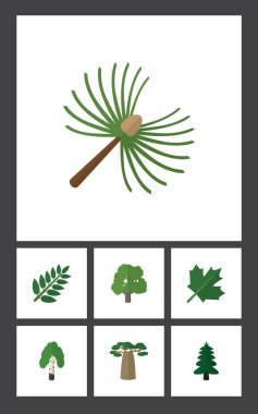 Baobab, akasya yaprağı, Park ve diğer vektör nesnelerini düz simgesi doğal kümesi. De içerir huş ağacı, ahşap, orman öğeleri.