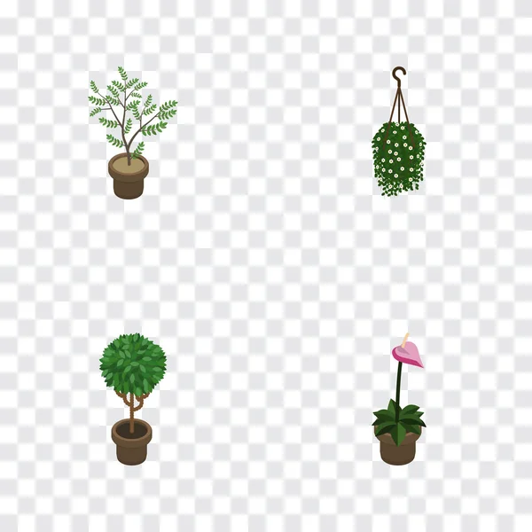 Isometric Flower Set Of Grower, Blossom, Fern And Other Vector Objects. Also Includes Blossom, Flower, Flowerpot Elements. — Stock Vector