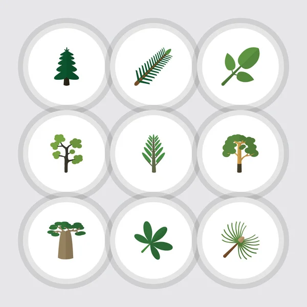Плоская икона Бионабор ели листья, розмарин, дерево и другие векторные объекты. Включая также баобаб, ель, иву . — стоковый вектор