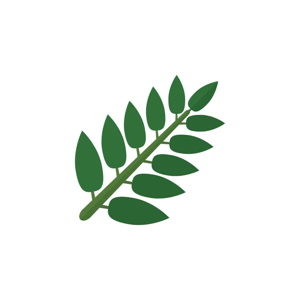 Изолированные листья плоская икона. Векторный элемент листьев акации может быть использован для акации, листа, концепции дизайна листьев . — стоковый вектор