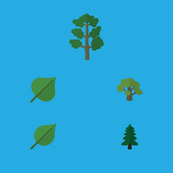 Platte Icon natuurlijke Set van Park, bos, Hickory en andere vectorobjecten. Bevat ook elementen van Linden, Park, bos. — Stockvector