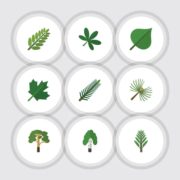 Flaches Symbol natürliches Set aus Hickory, Holz, Fichtenblättern und anderen Vektorobjekten. umfasst auch Holz, Ahorn, Akazienelemente. — Stockvektor