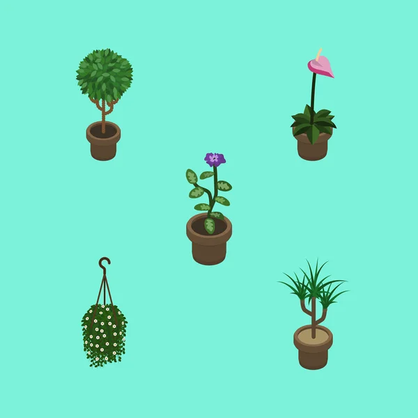 Conjunto de plantas domésticas isométricas de plantas domésticas, flores, cultivadores y otros objetos vectoriales. También incluye colgar, maceta, elementos de flor . — Archivo Imágenes Vectoriales