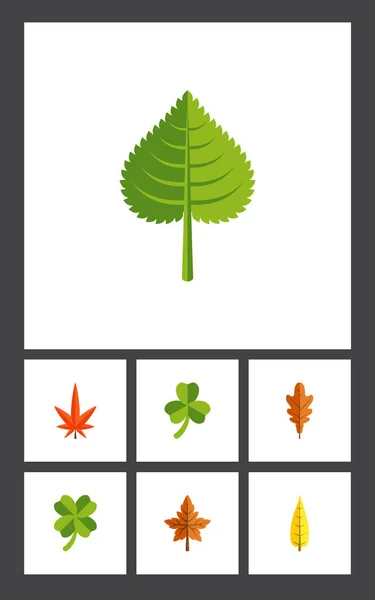 Flat Icon Leaves Set Of Linden, Leafage, Hickory and Other Vector Objects. Также включает в себя лоб, леаф, слоны гикори . — стоковый вектор